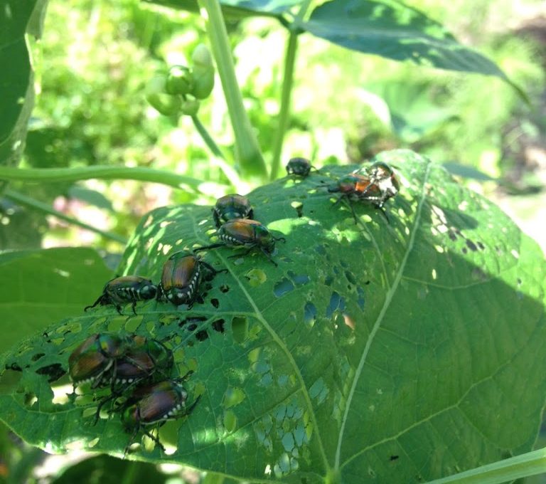 The Japanese Beetle Battle